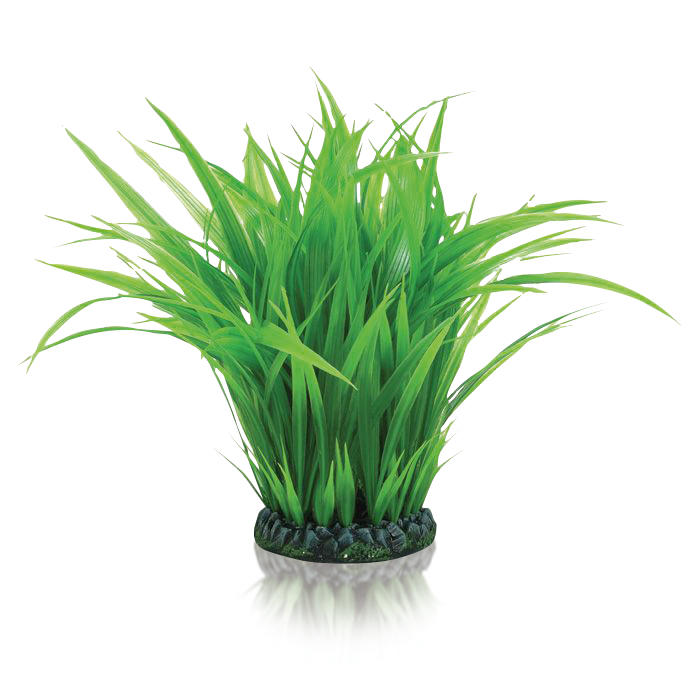 biOrb Pflanzen für biOrb Aquarien biOrb Pflanzen für biOrb Aquarien