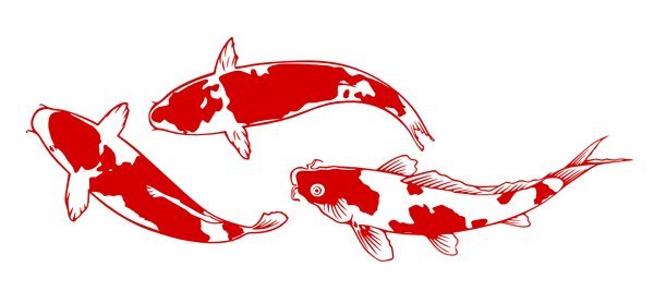Teichfische Teichfische